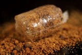 Sticky Baits Krill Spod & Bag Mix 2.5kg