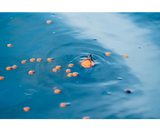 Korum Surface Feeder Float