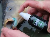 Gardner Intensive Care Carp Treatment