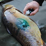 Gardner Intensive Care Carp Treatment