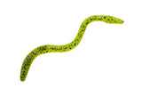 E-Sox Dropshot Lobworms